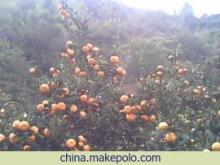 南豐蜜桔 橘香千年，甜蜜一方