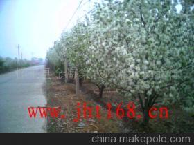 懷來八棱海棠樹 庭院綠化的珍貴選擇